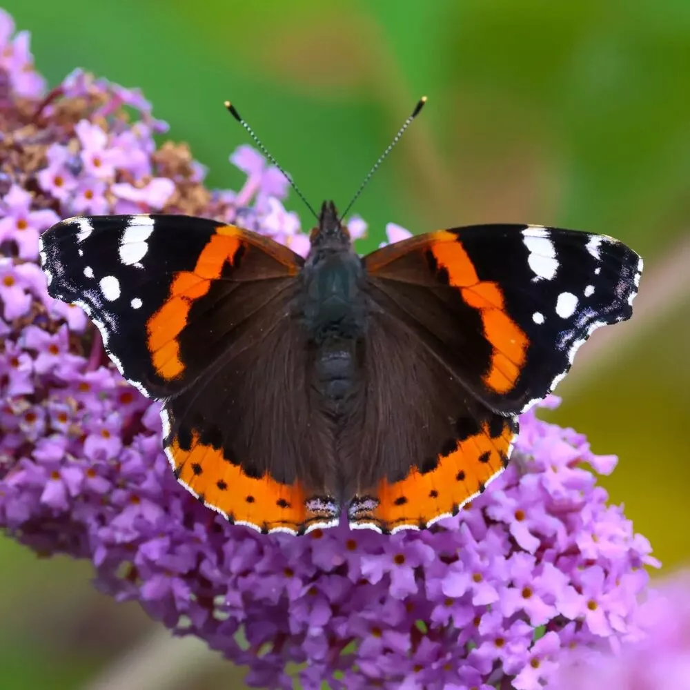 Beautiful Butterfly Bush