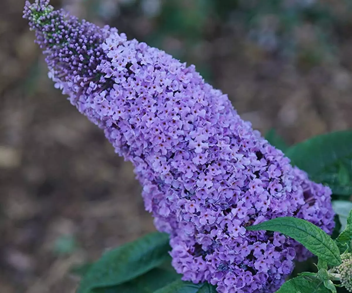 Butterfly Bush outdoor flower