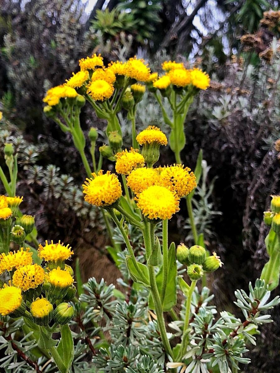 Plants That Define Kenya's Montane Ecosystems