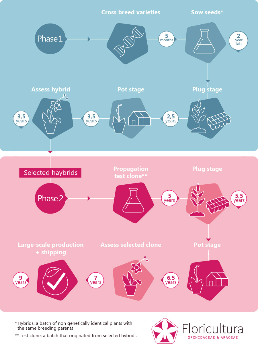 Floricultura Breeding stages Phalaenopsis
