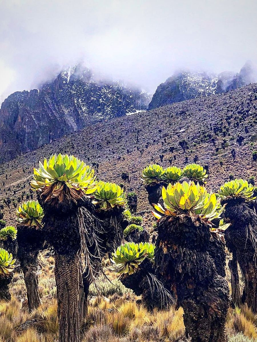 Plants That Define Kenya's Montane Ecosystems