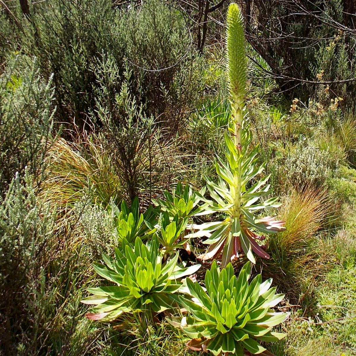 Plants That Define Kenya's Montane Ecosystems