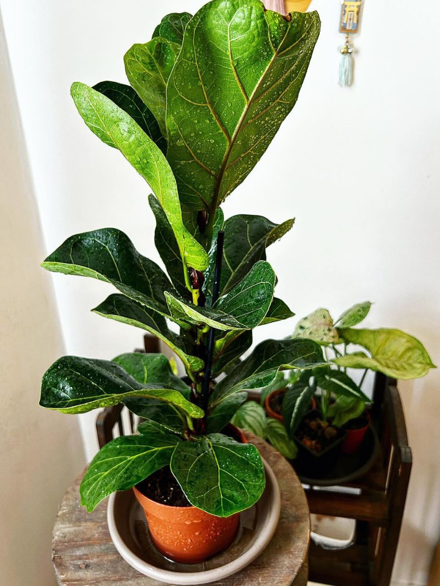 living room plants