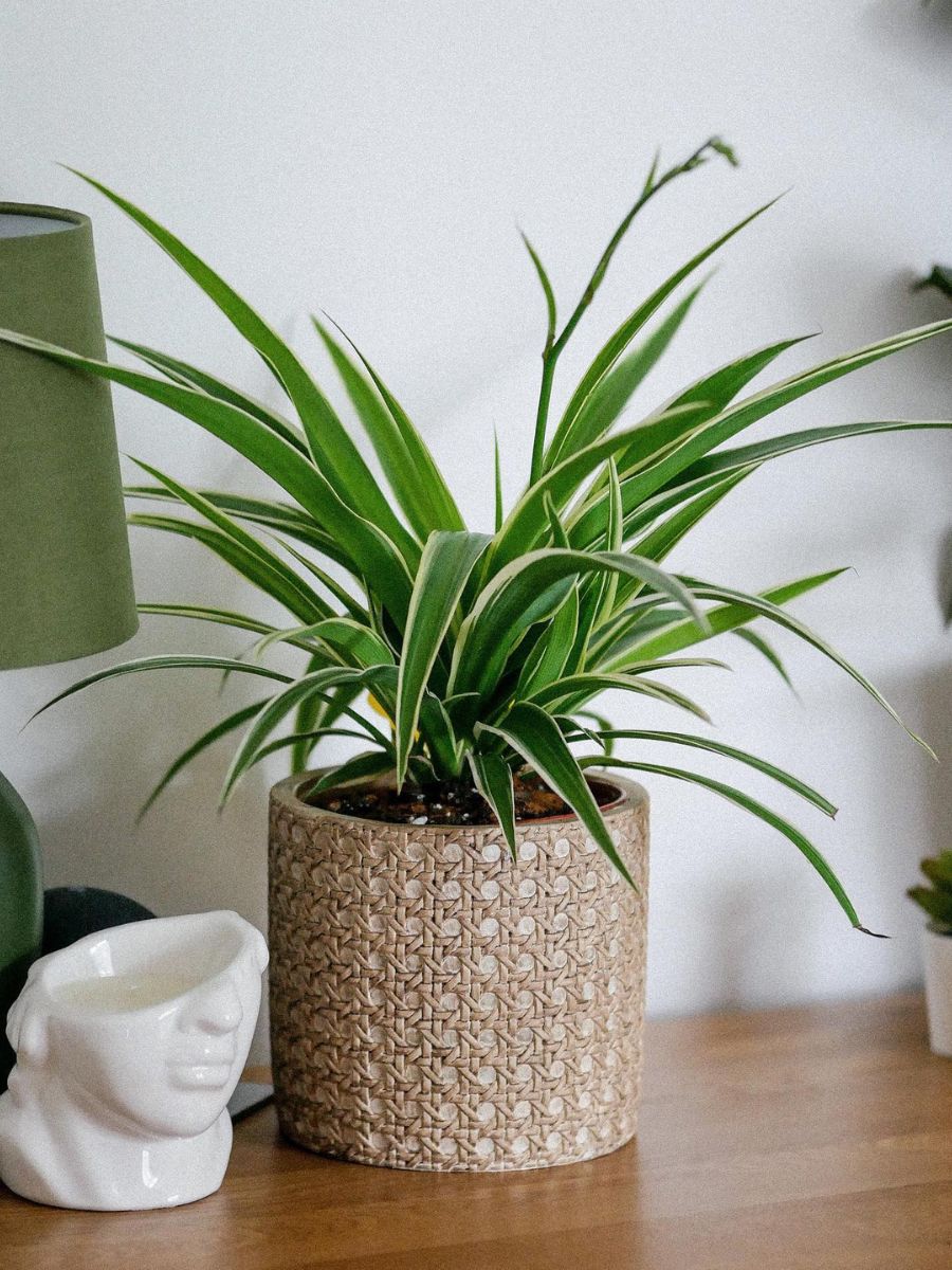 Spider Hardy Plant – Verdant Lyfe