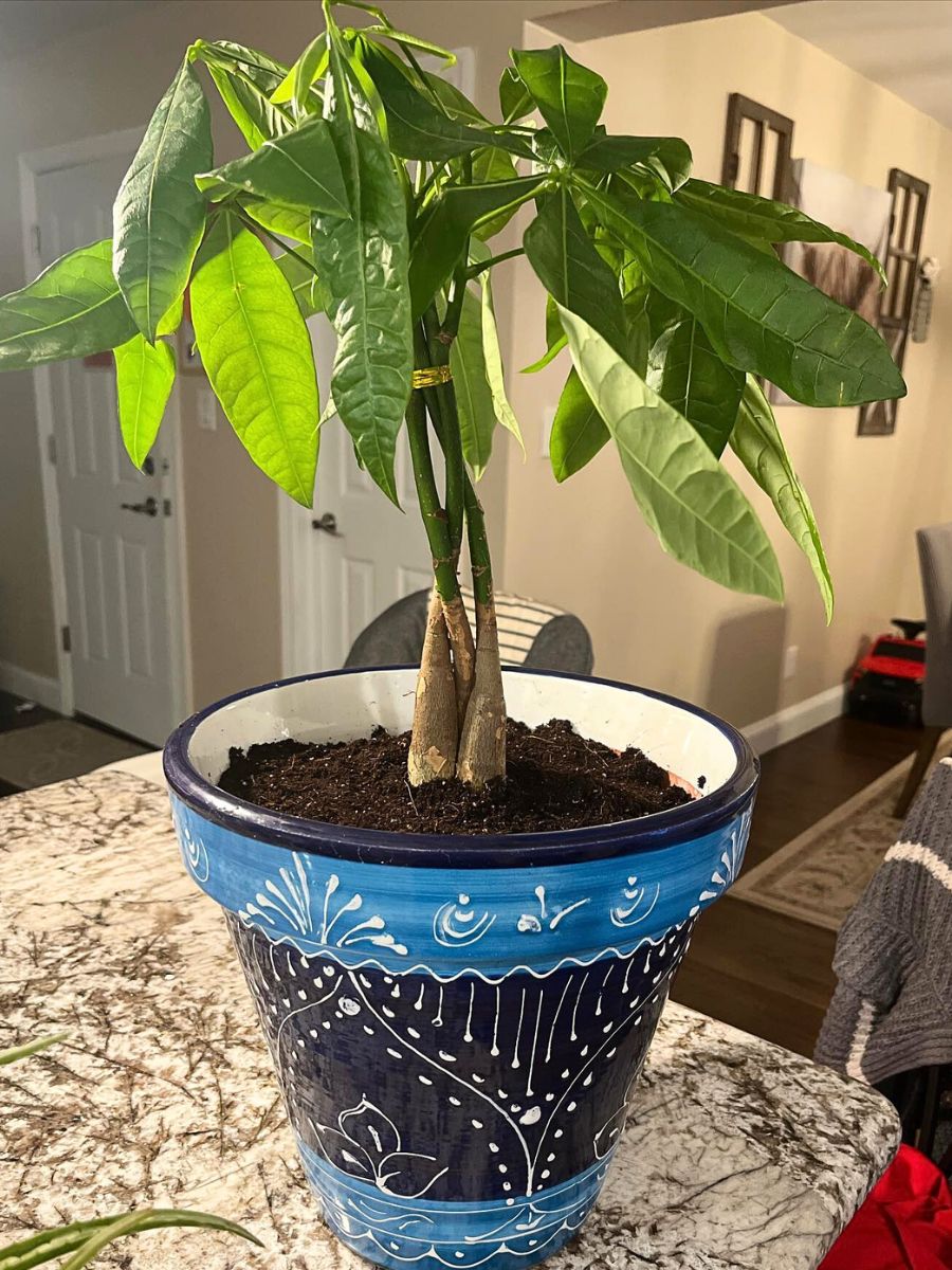 living room plants