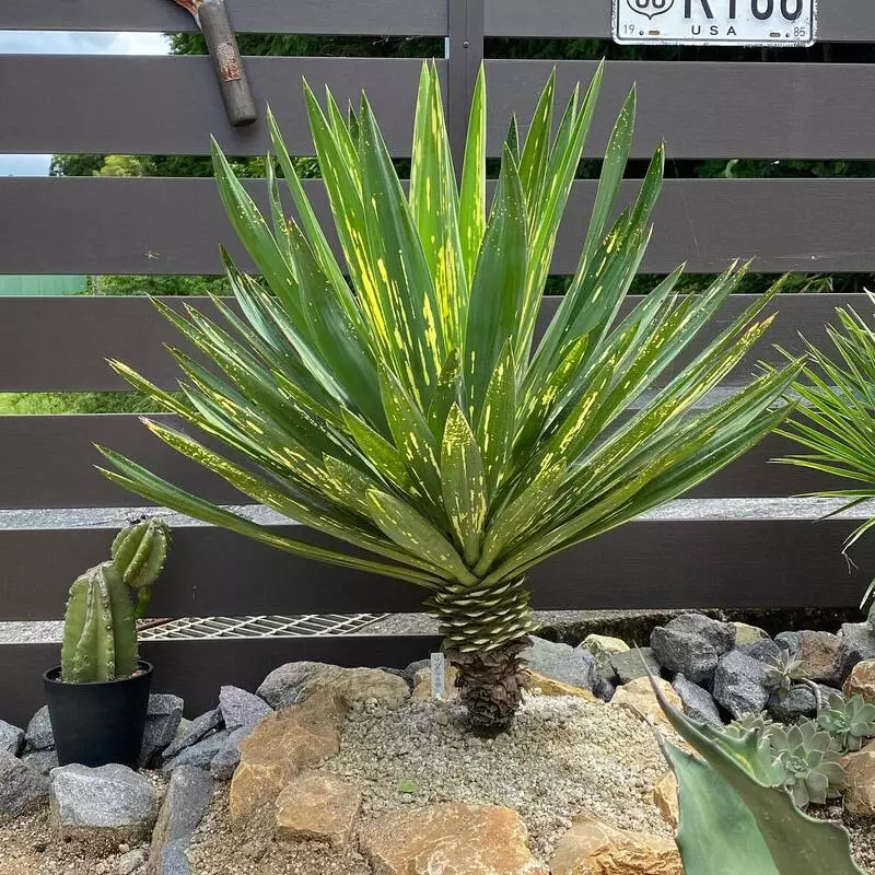 Yucca: The Striking and Low-Maintenance Plant | Thursd.com