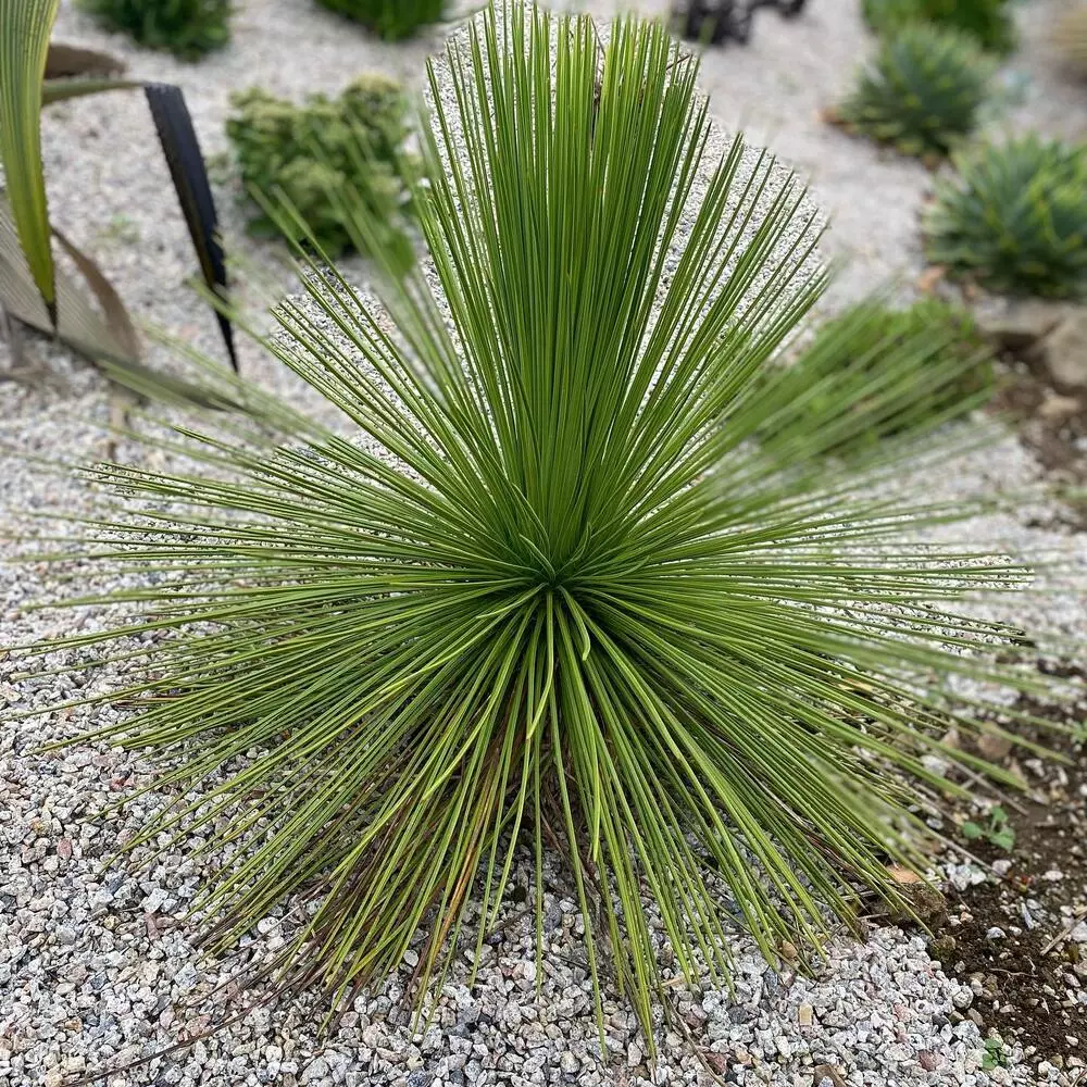 Green Living Yucca Plant