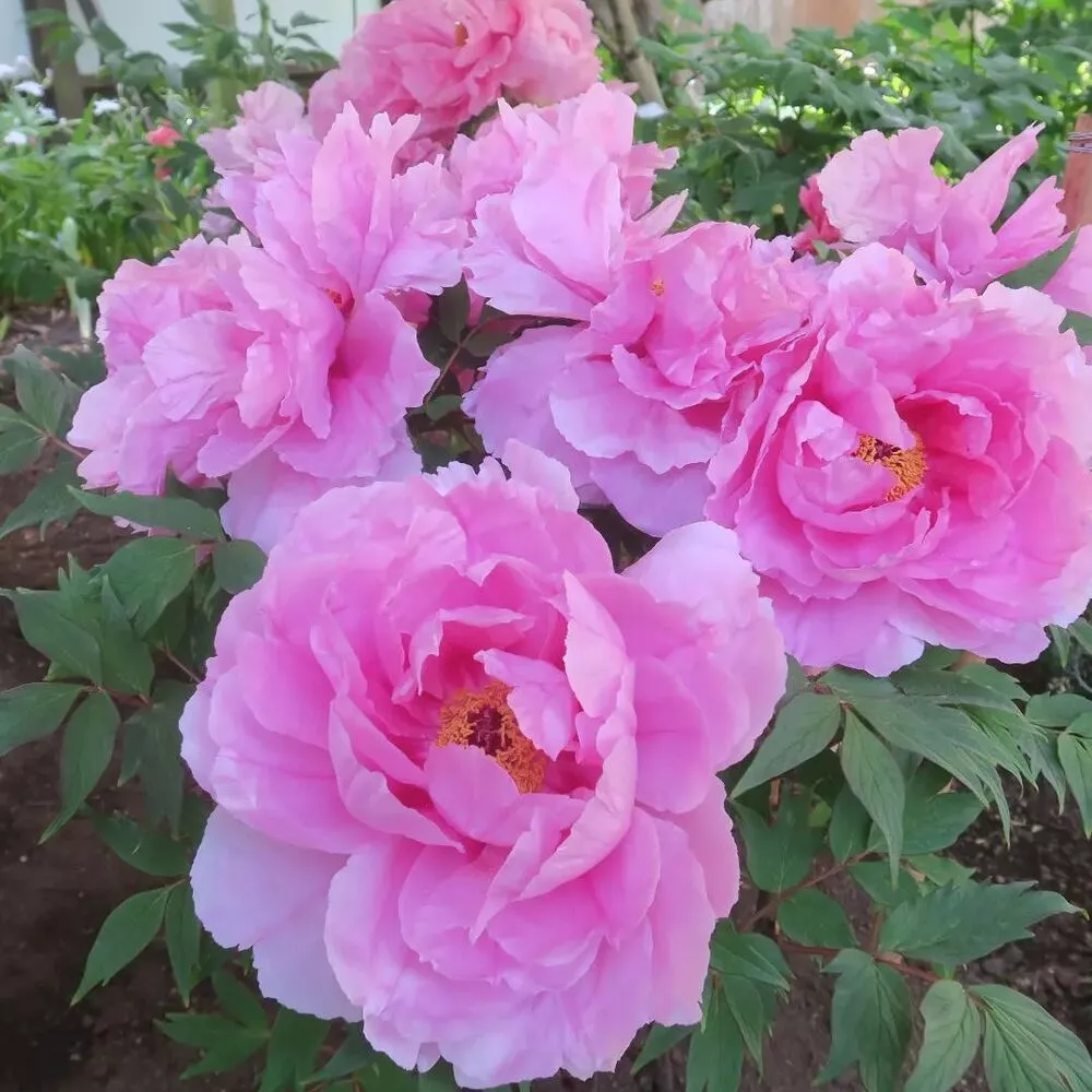 Rhododendron outdoor flower