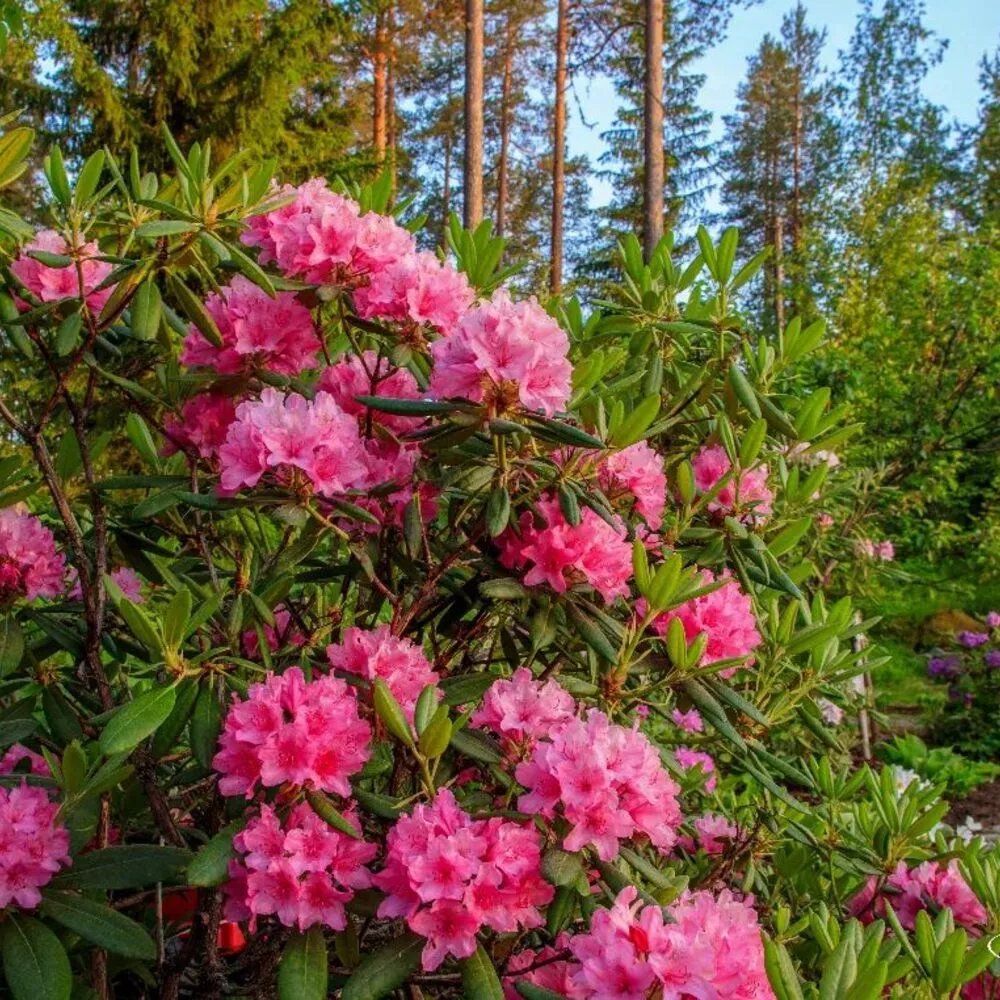 Rhododendron Garden flower