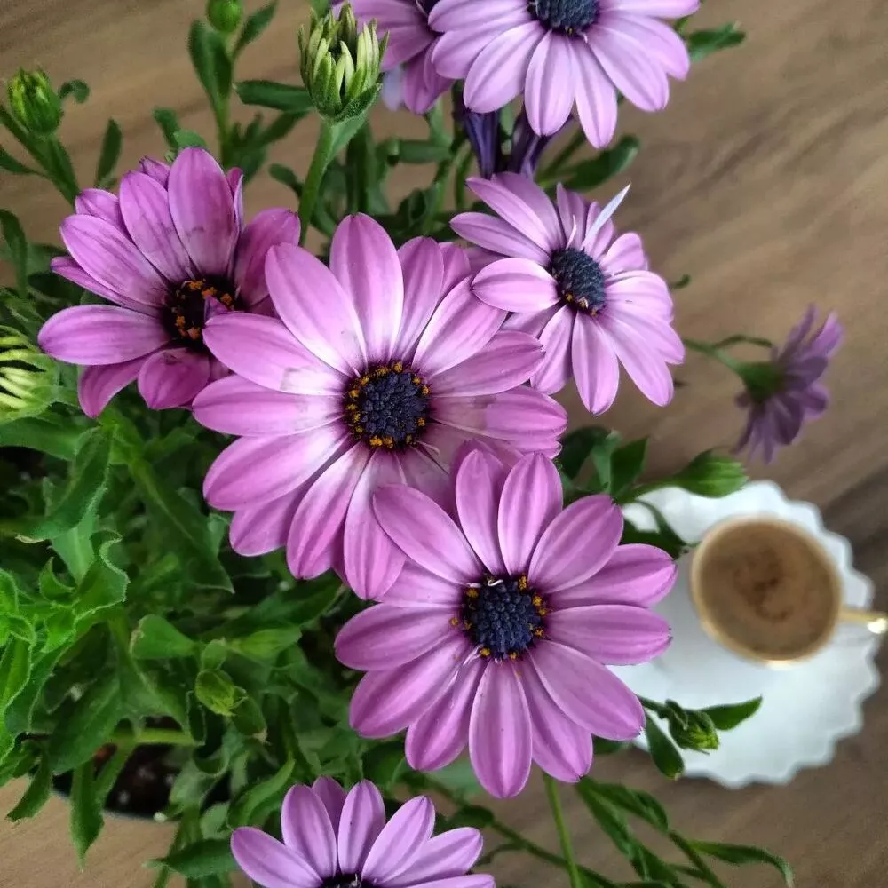 Daisy Purple Flower 