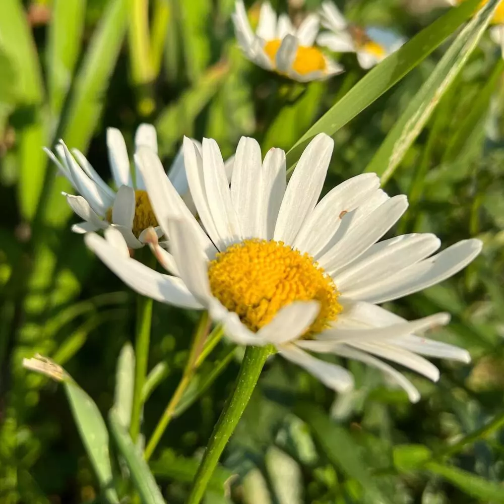Daisy White Flower 