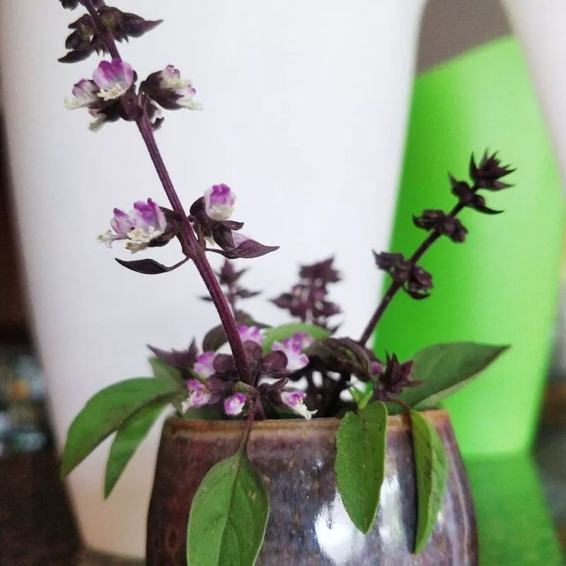 Thai Basil beautifies gardens and also adds flavors to food. 