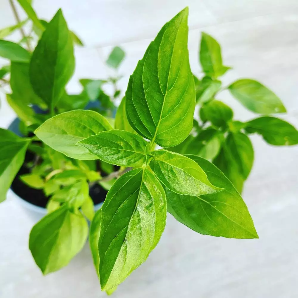 Thai Basil outdoor green plant