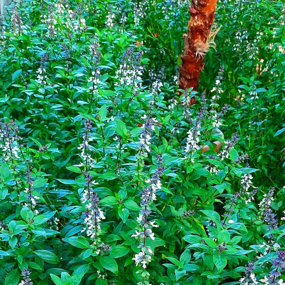 Thai Basil Outdoor Flower plant