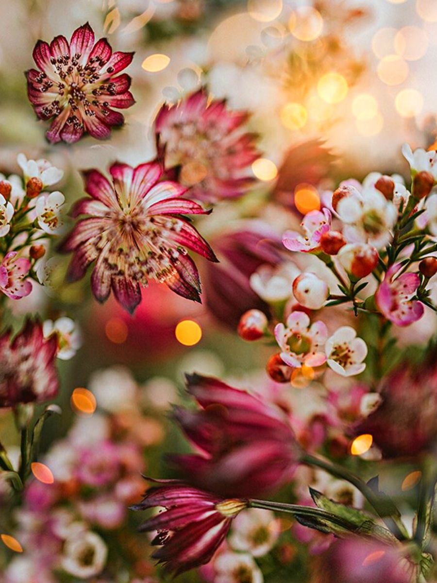 One of Lucy Ketchums flower portraits