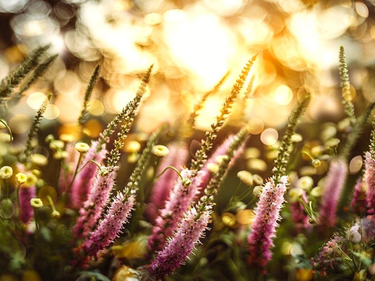 Flowers photographed in the sunlight