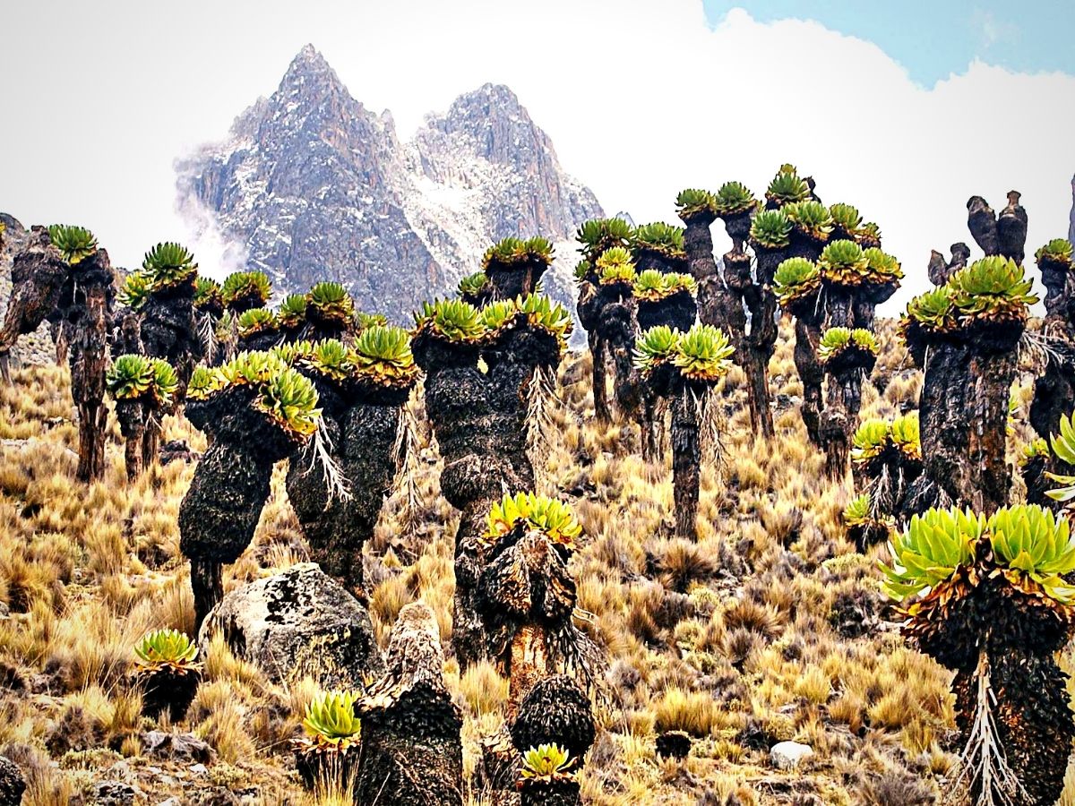 Indigenous Plants That Define Kenya's Montane Ecosystems