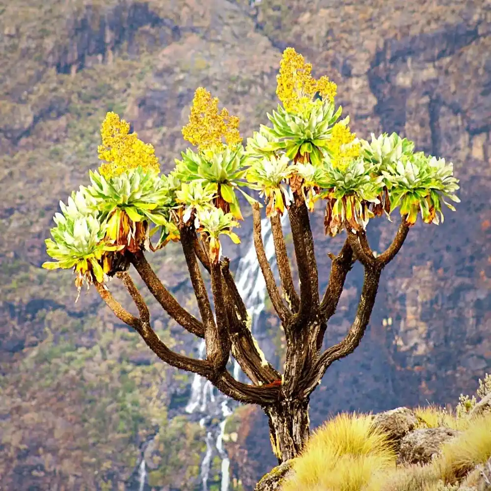 Indigenous Plants of Kenya's Montane Ecosystems