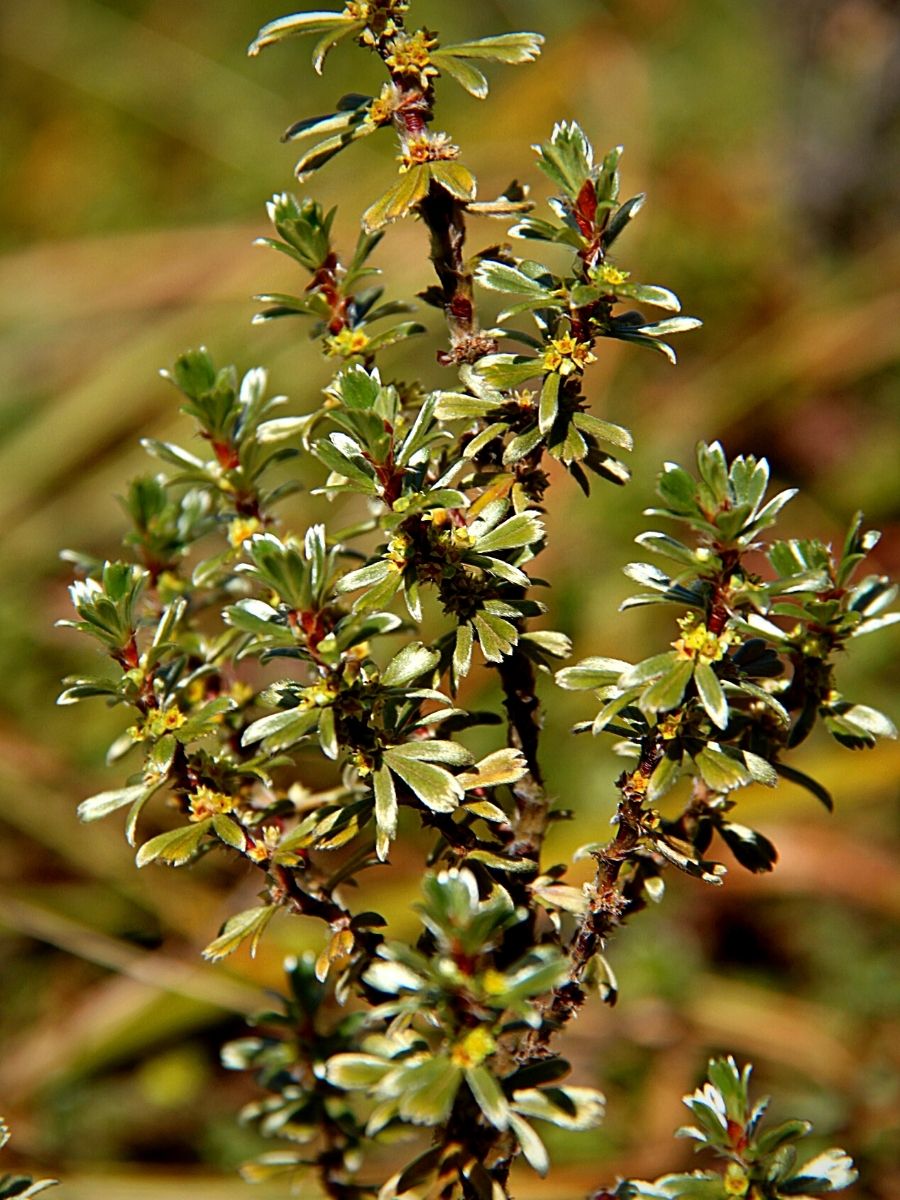 Indigenous Plants That Define Kenya's Montane Ecosystems