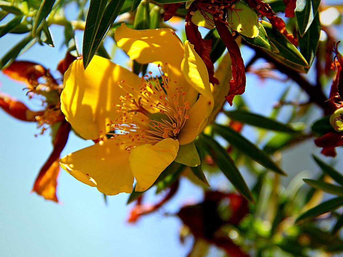 Indigenous Plants That Define Kenya's Montane Ecosystems