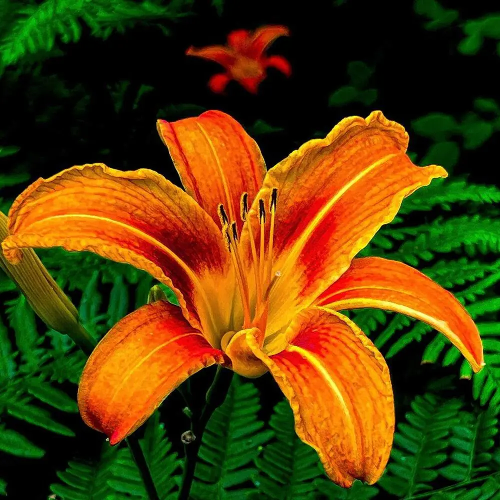 Tiger lily Product on Thursd