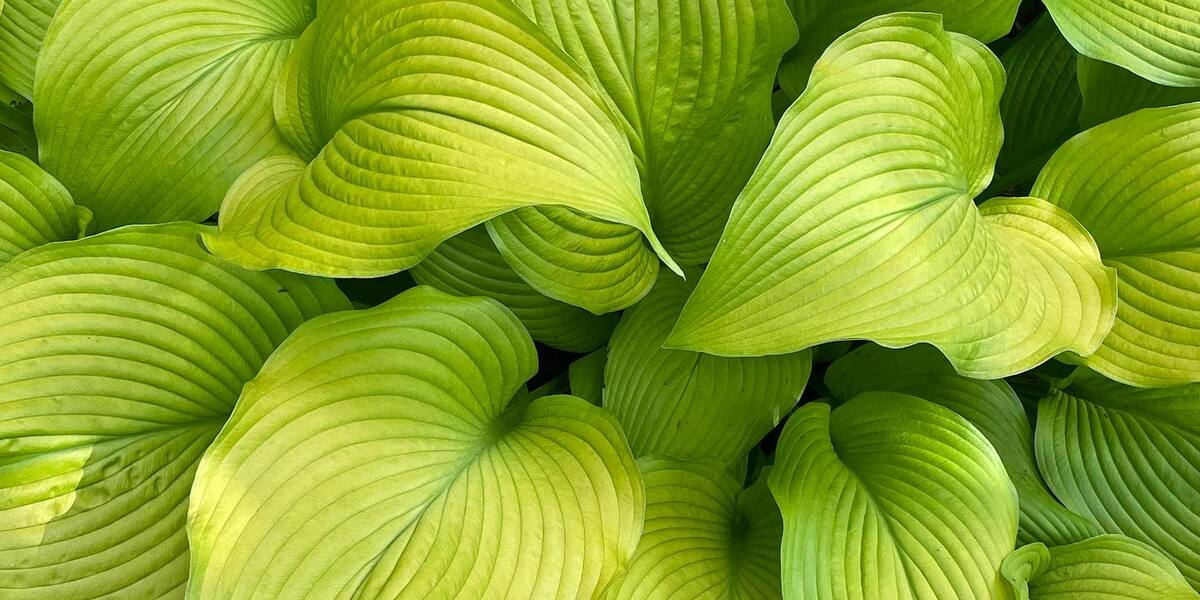 Hostas