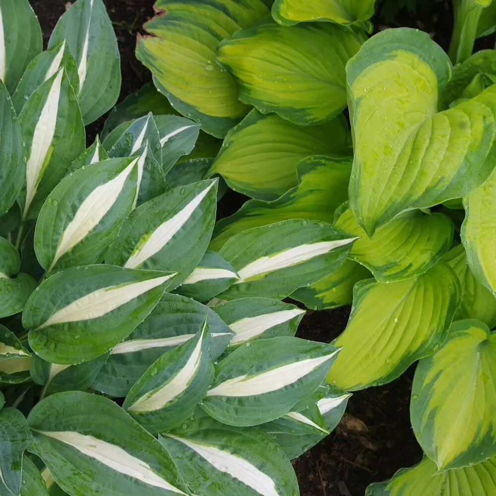 Hostas green plant