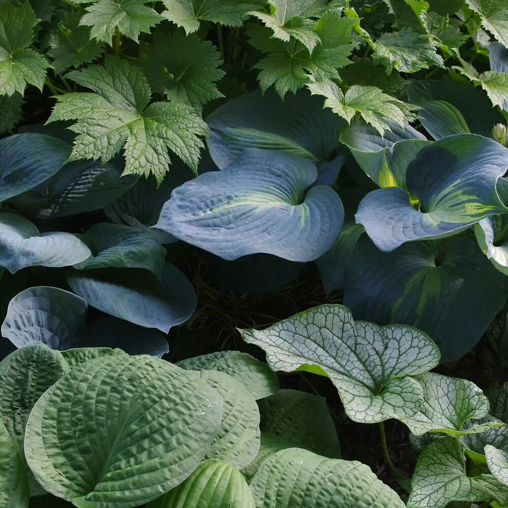 Hostas plant in garden