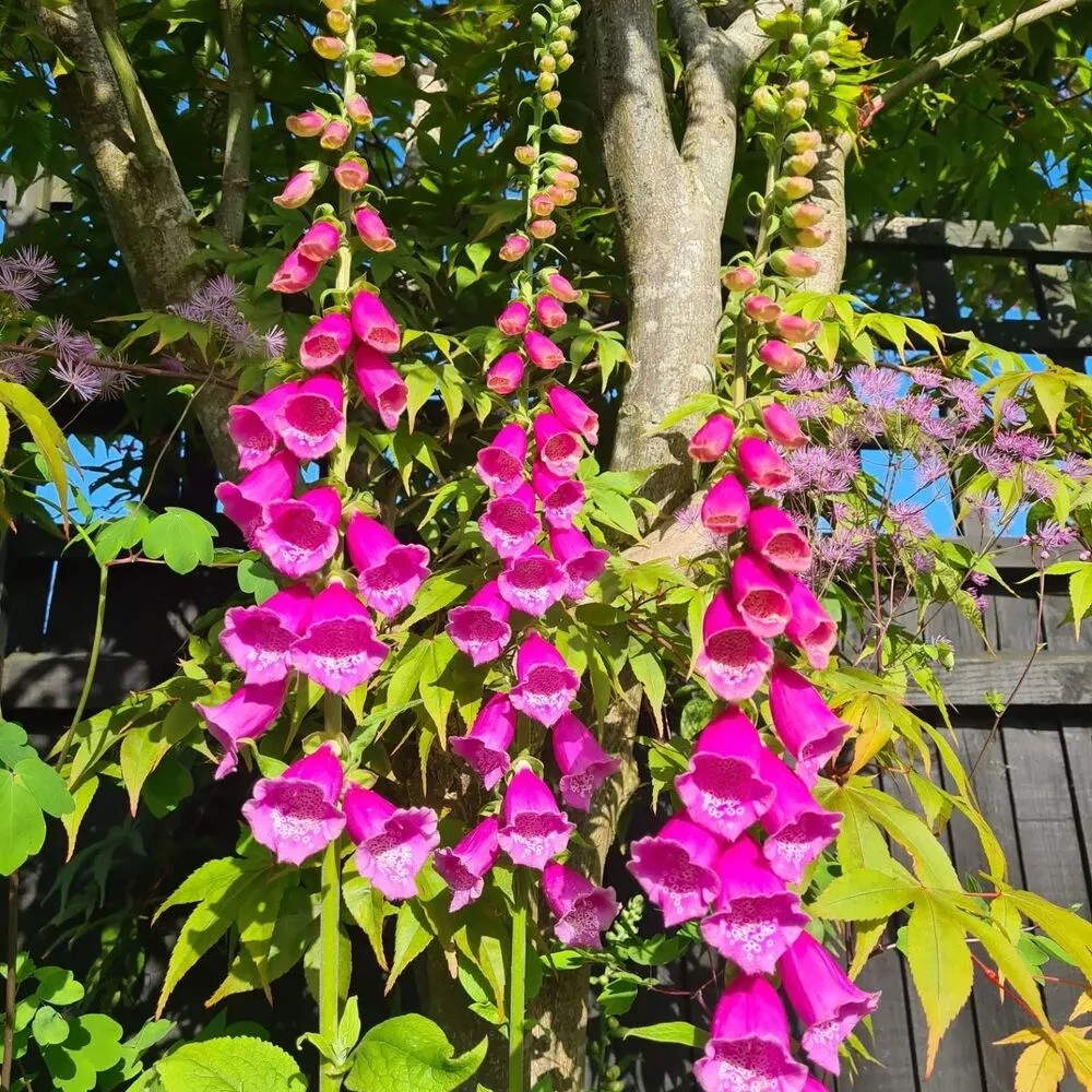 Foxglove outdoor flowers plant