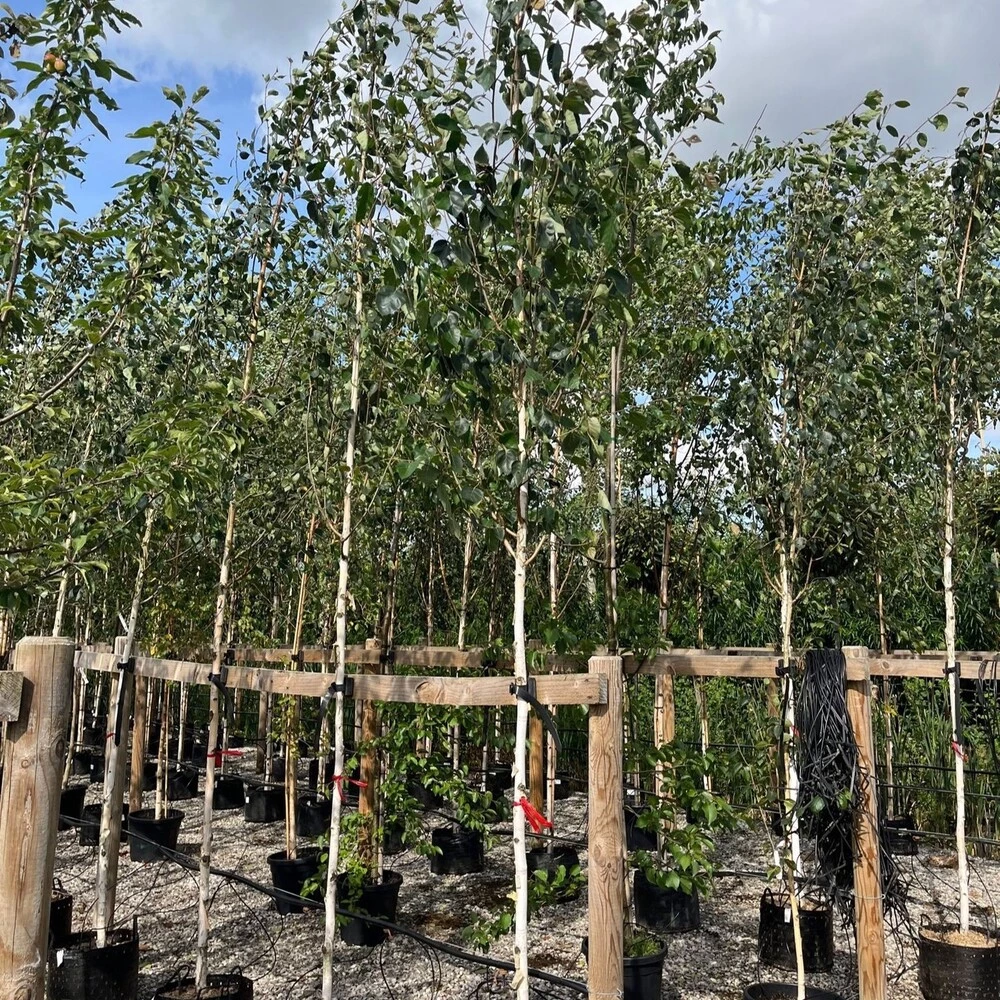 Birch Tree in farm