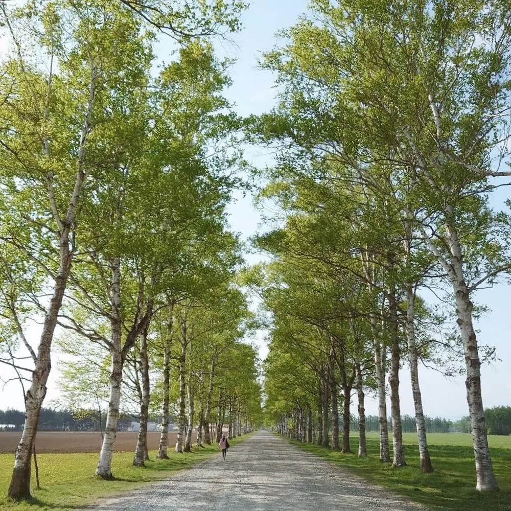 Birch Tree in forest area