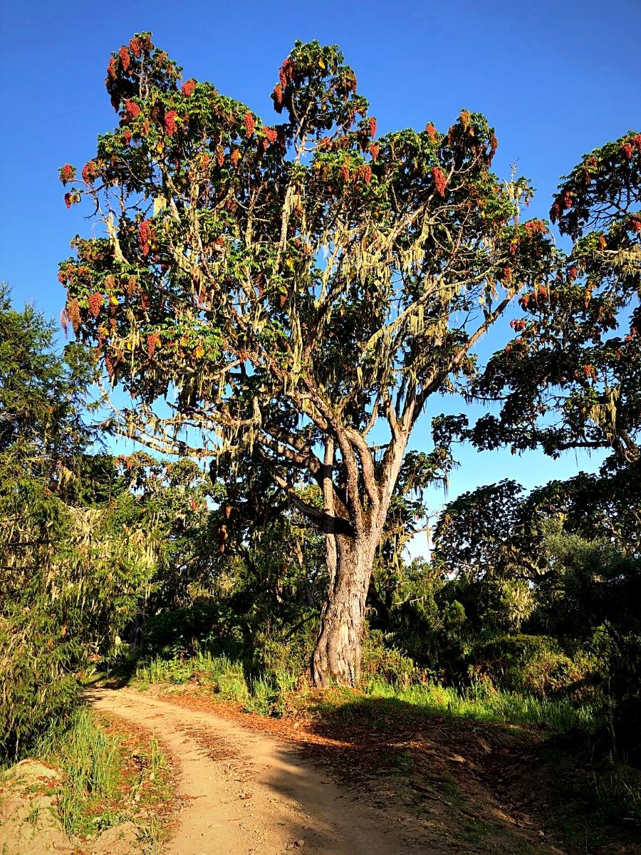 Indigenous Plants That Define Kenya's Montane Ecosystems