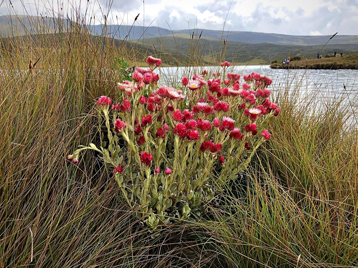 Indigenous Plants That Define Kenya's Montane Ecosystems