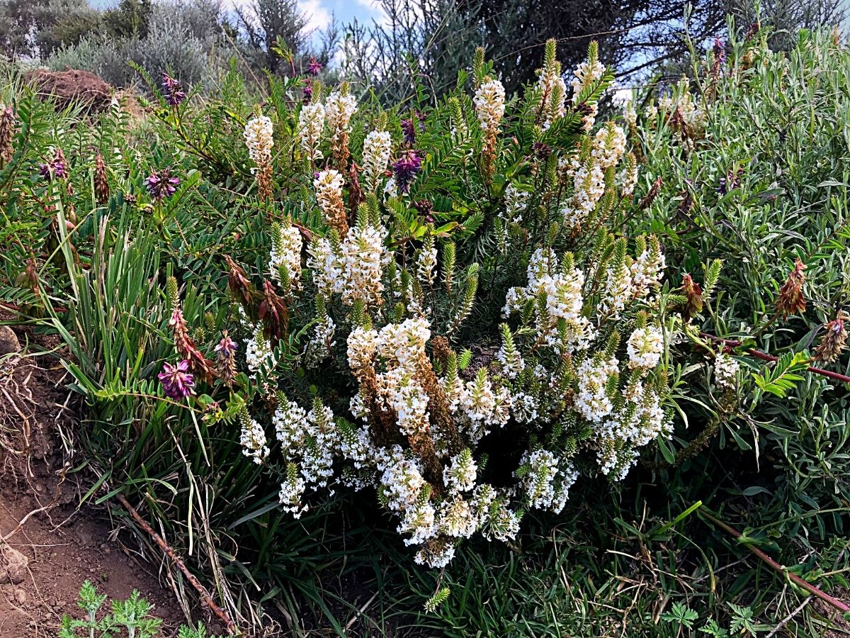 Indigenous Plants That Define Kenya's Montane Ecosystems