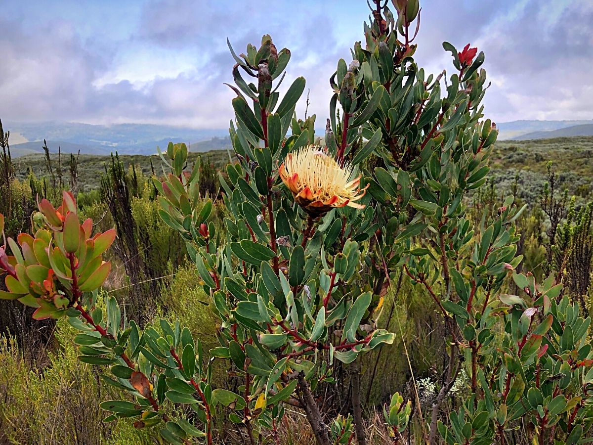 Indigenous Plants That Define Kenya's Montane Ecosystems