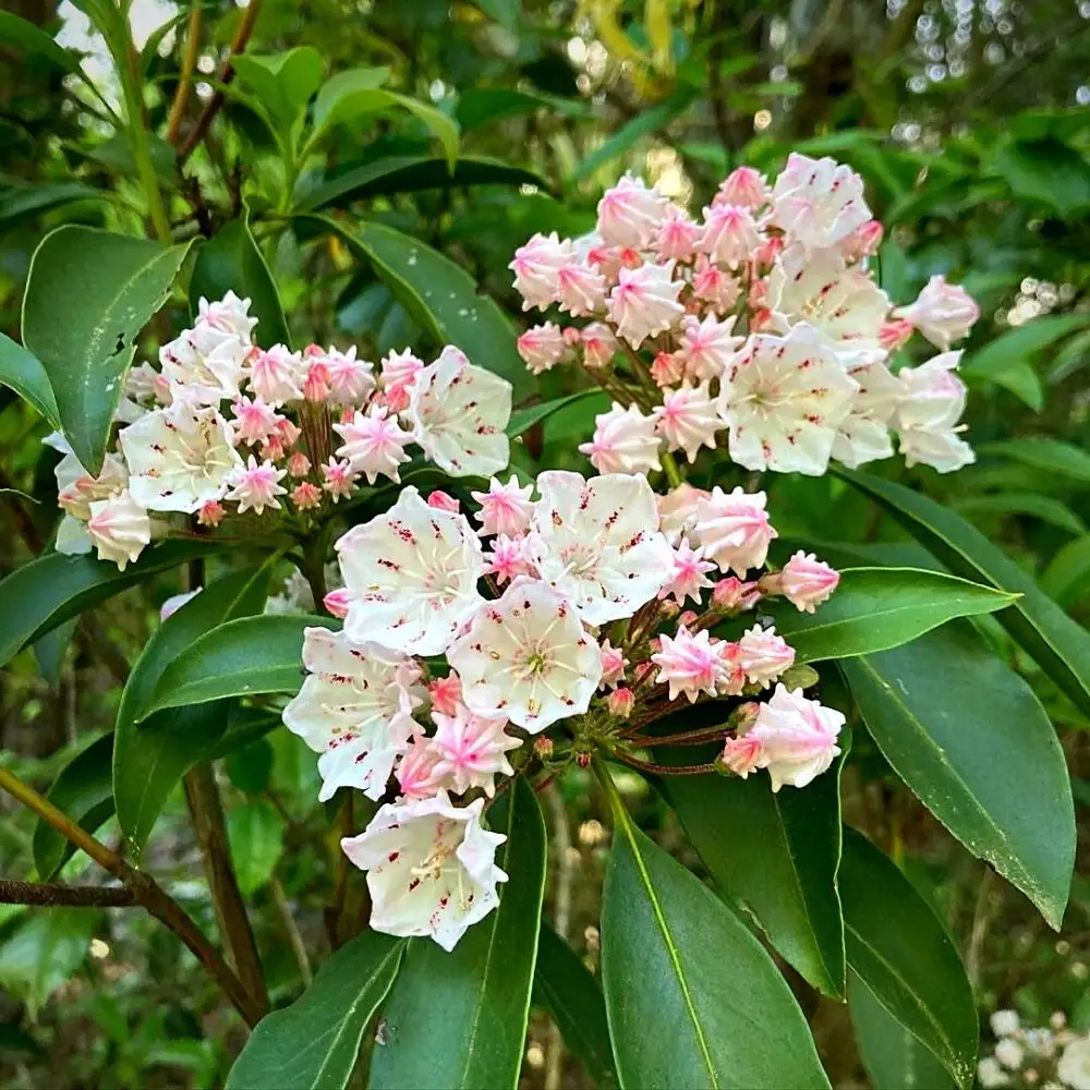 mountain laurel plant and flower