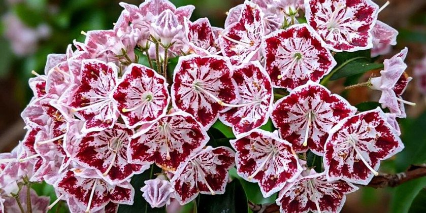 Mountain Laurel - Product onThursd