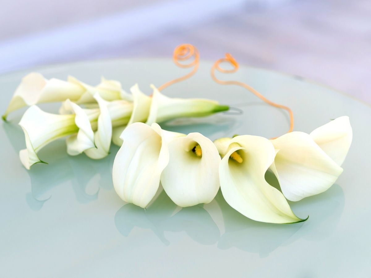 The elegance of white calla flowers