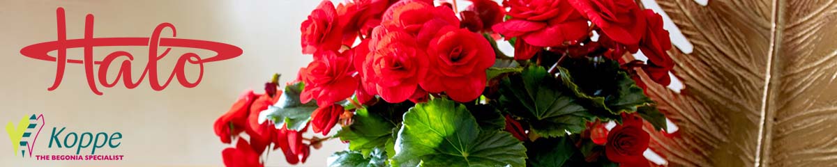 Koppe Begonia Halo banner