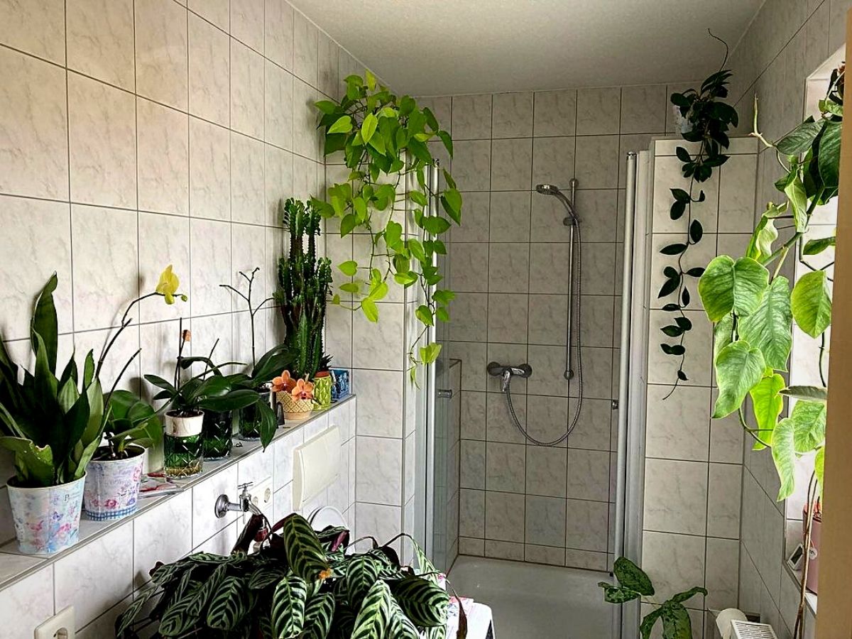 Fresh and Healthy Bathing Spaces: Ten Bathroom Plants That Absorb