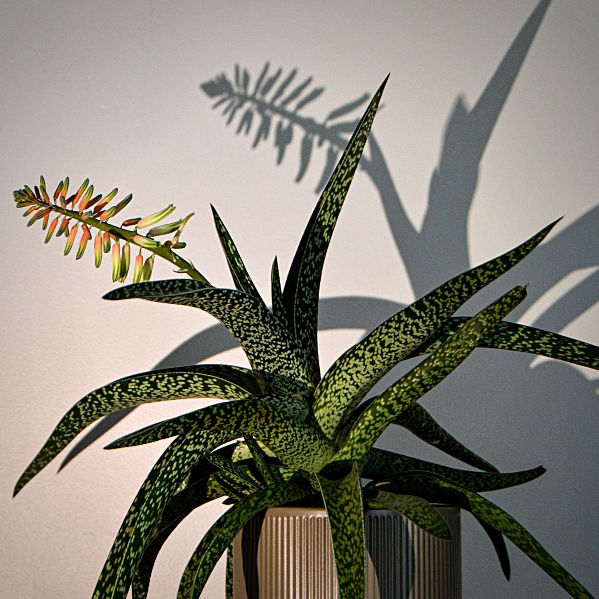 Bathroom Plants That Absorb Moisture