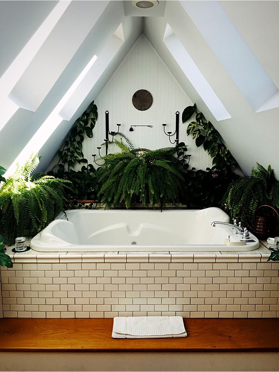 19 Bathroom Plants that Absorb Moisture