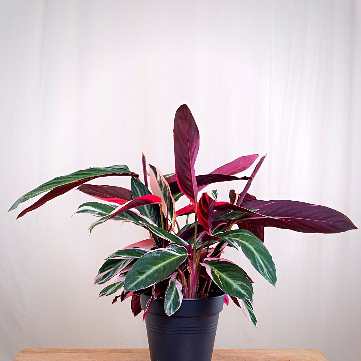 8 Indoor Plants That Absorb Humidity 