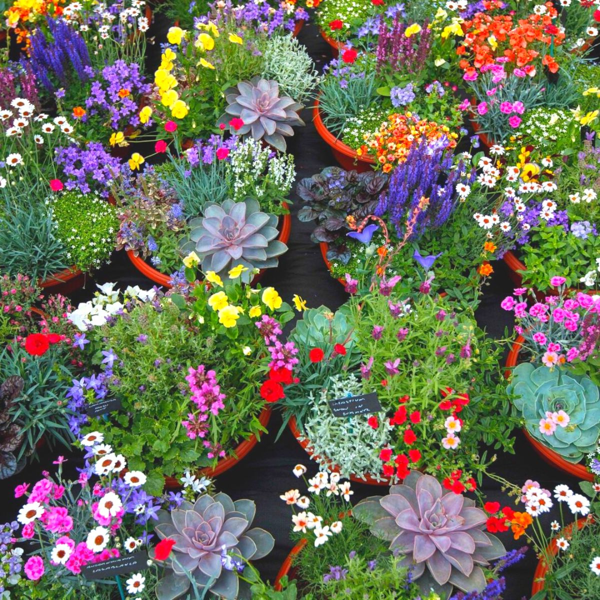 Flower displays at the Rosemoor Garden Show