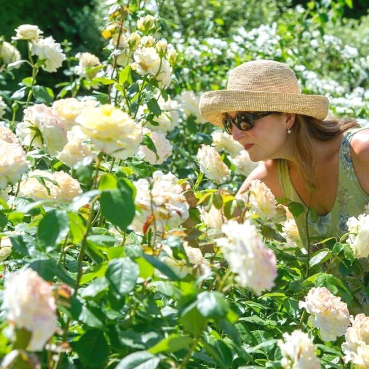 Visitor of the Rosemoor show smelling roses