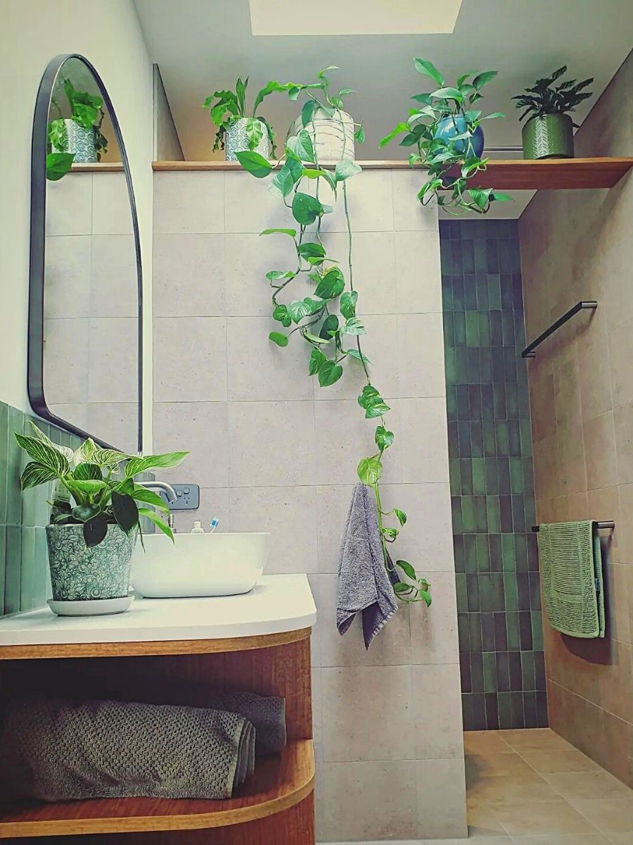 19 Best Bathroom Plants that Absorb Moisture