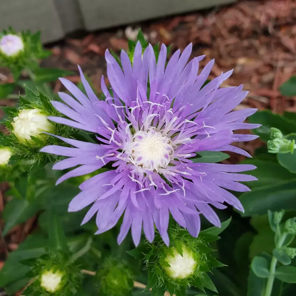 Aster September birth month flower