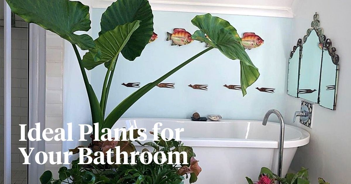 These healthy bathroom plants absorb moisture