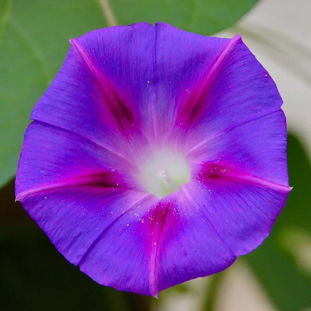 september morning glory flower