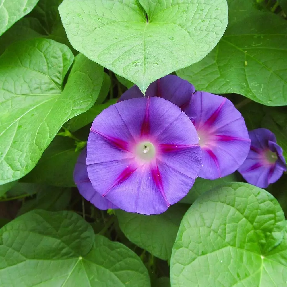 morning glory outdoor flower